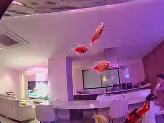 voyeurcam casa salsa fishtank
